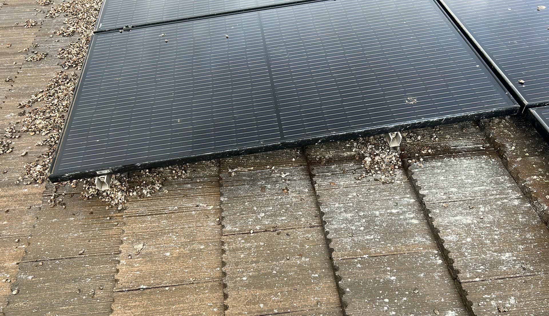 Solar panel edge showing bird droppings buildup before professional bird proofing